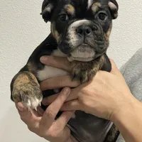 BEASTIE, a female English Bulldog for sale in Orlando, FL – Photo 7 of 10