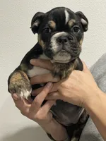 BEASTIE, a female English Bulldog for sale in Orlando, FL – Photo 7 of 10