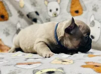 CHANCE, a male French Bulldog for sale in Orlando, FL – 9 of 9