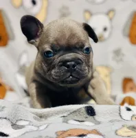 CHANCE, a male French Bulldog for sale in Orlando, FL – 1 of 9