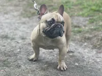 BEAU, a male French Bulldog for sale in Orlando, FL – 9 of 10