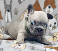 LOKI, a male French Bulldog for sale in Orlando, FL – 9 of 10