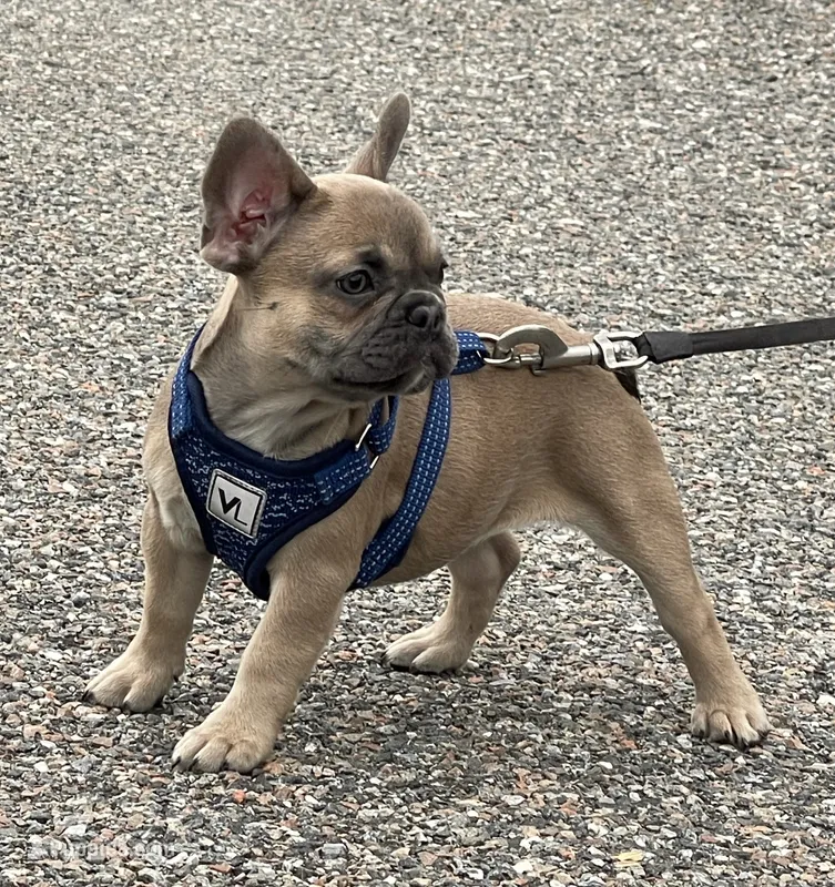 ITSY BITSY – French Bulldog puppy for sale in Orlando, FL
