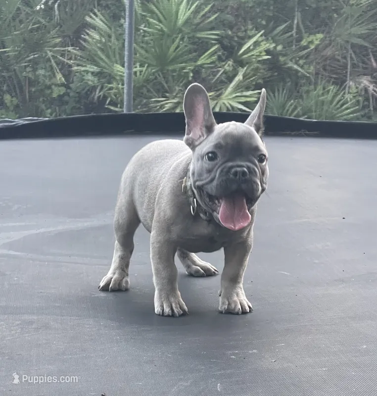 LOKI – French Bulldog puppy for sale in Orlando, FL