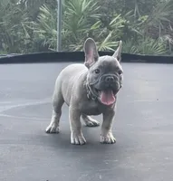 LOKI, a male French Bulldog for sale in Orlando, FL – 1 of 10