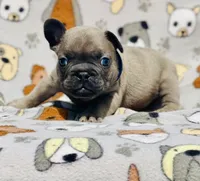 CHANCE, a male French Bulldog for sale in Orlando, FL – 7 of 9