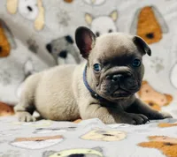 CHANCE, a male French Bulldog for sale in Orlando, FL – 4 of 9