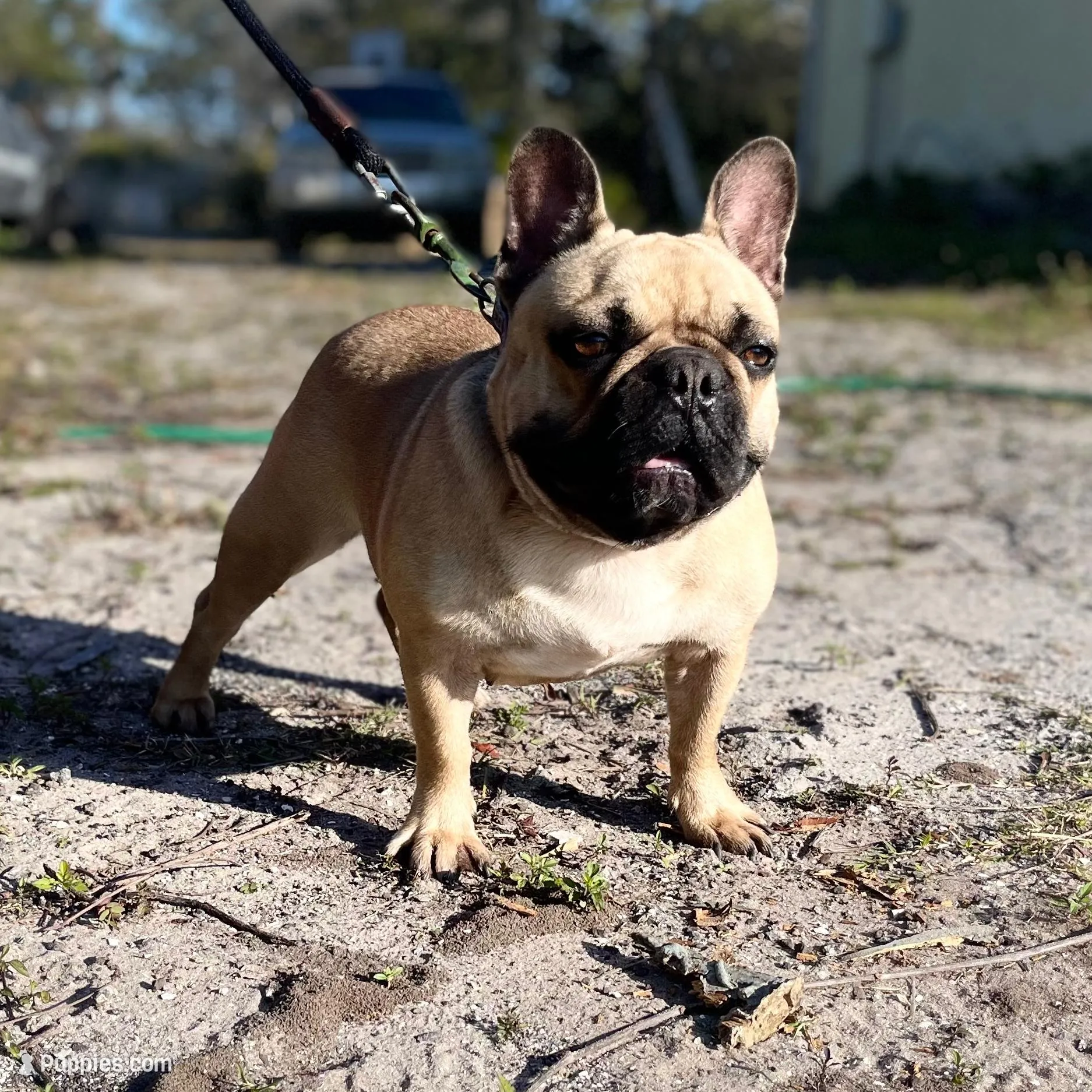 FREYA, a female French Bulldog for sale in Orlando, FL – Photo 2 of 2