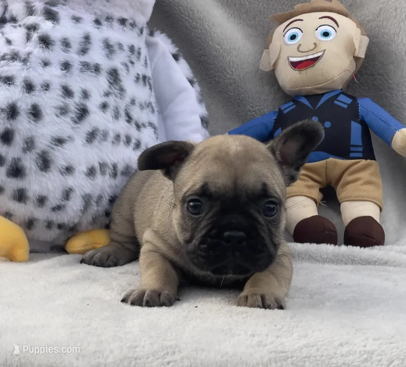 WOLFIE  – French Bulldog puppy for sale in Hawthorne, NY