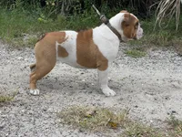 XENA, a female English Bulldog for sale in Orlando, FL – Photo 5 of 5