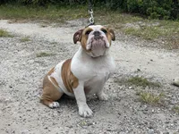 XENA, a female English Bulldog for sale in Orlando, FL – Photo 4 of 5
