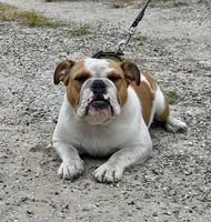 XENA, a female English Bulldog for sale in Orlando, FL – Photo 1 of 5