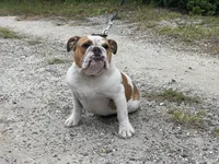 XENA, a female English Bulldog for sale in Orlando, FL – Photo 3 of 5