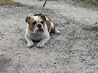 XENA, a female English Bulldog for sale in Orlando, FL – Photo 2 of 5
