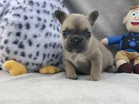 Tiny, a female French Bulldog for sale in Hawthorne, NY – 2 of 5