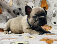 CHANCE, a male French Bulldog for sale in Orlando, FL – 5 of 9