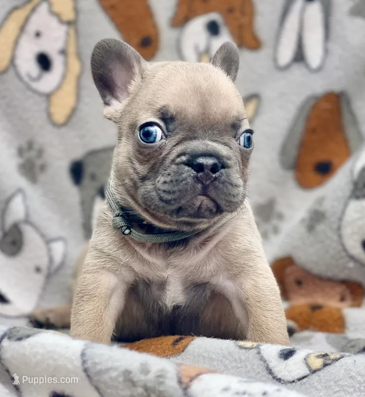 BEAU – French Bulldog puppy for sale in Orlando, FL