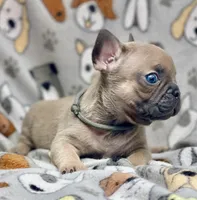 BEAU, a male French Bulldog for sale in Orlando, FL – 3 of 10