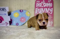 BUTTERCUP, a female English Bulldog for sale in Orlando, FL – Photo 4 of 9