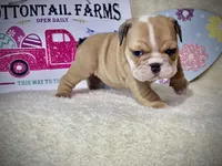 BUTTERCUP, a female English Bulldog for sale in Orlando, FL – Photo 2 of 9