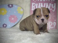 BUTTERCUP, a female English Bulldog for sale in Orlando, FL – Photo 5 of 9