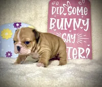 BUTTERCUP, a female English Bulldog for sale in Orlando, FL – Photo 3 of 9