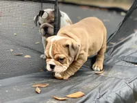 BUTTERCUP, a female English Bulldog for sale in Orlando, FL – Photo 8 of 9