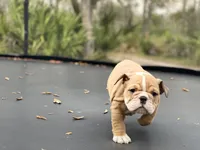 BUTTERCUP, a female English Bulldog for sale in Orlando, FL – Photo 9 of 9
