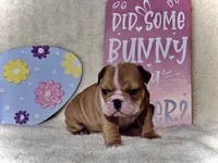 BUTTERCUP, a female English Bulldog for sale in Orlando, FL – Photo 6 of 9