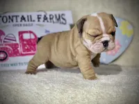 BUTTERCUP, a female English Bulldog for sale in Orlando, FL – Photo 7 of 9