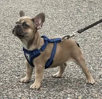 ITSY BITSY, a female French Bulldog for sale in Orlando, FL – 2 of 3
