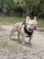 Tiny, a female French Bulldog for sale in Hawthorne, NY – 4 of 5