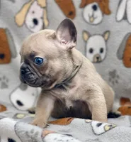 BEAU, a male French Bulldog for sale in Orlando, FL – 8 of 10
