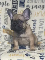 DEXTER, a male French Bulldog for sale in Orlando, FL – Photo 8 of 10