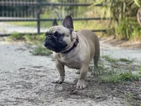 DEXTER, a male French Bulldog for sale in Orlando, FL – Photo 6 of 10