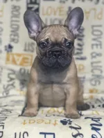 DEXTER, a male French Bulldog for sale in Orlando, FL – Photo 5 of 10