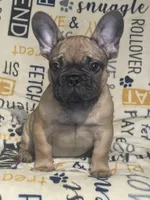 DEXTER, a male French Bulldog for sale in Orlando, FL – Photo 3 of 10