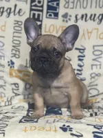 DEXTER, a male French Bulldog for sale in Orlando, FL – Photo 9 of 10