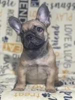 DEXTER, a male French Bulldog for sale in Orlando, FL – Photo 4 of 10