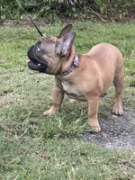 DEXTER, a male French Bulldog for sale in Orlando, FL – Photo 2 of 10