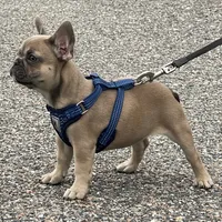 ITSY BITSY, a female French Bulldog for sale in Orlando, FL – 3 of 3