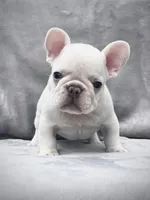 KRYPTO, a male French Bulldog for sale in Orlando, FL – Photo 3 of 9