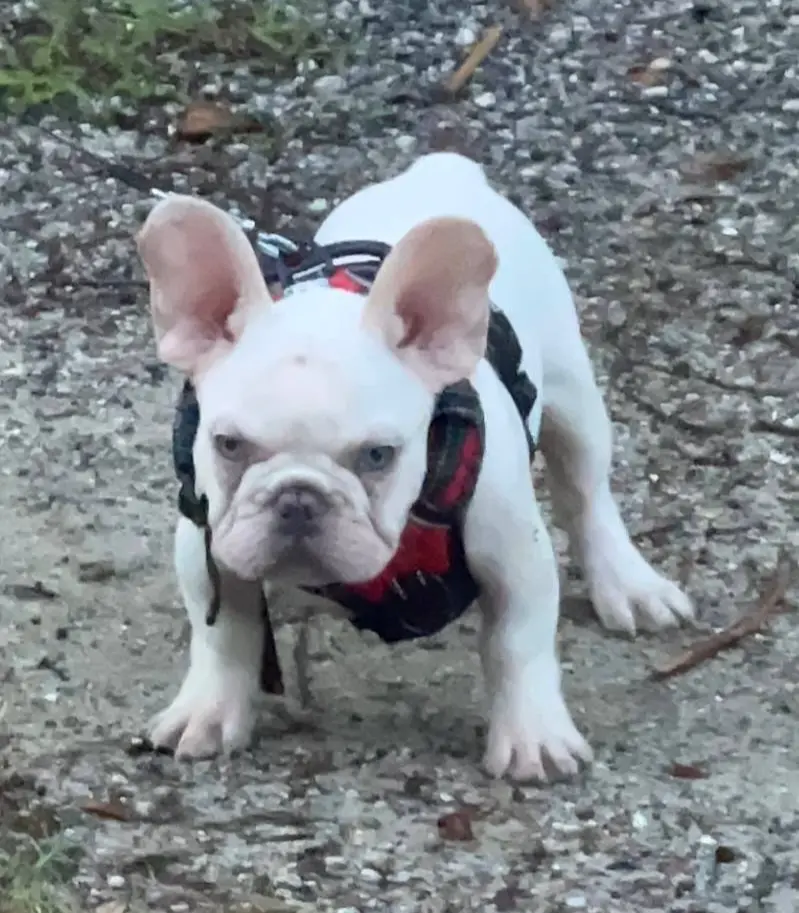 KRYPTO, a male French Bulldog for sale in Orlando, FL – Photo 4 of 9