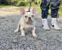 KRYPTO, a male French Bulldog for sale in Orlando, FL – Photo 1 of 9