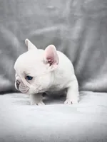 KRYPTO, a male French Bulldog for sale in Orlando, FL – Photo 9 of 9