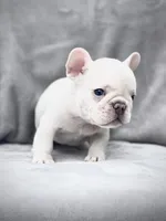 KRYPTO, a male French Bulldog for sale in Orlando, FL – Photo 8 of 9