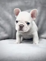 KRYPTO, a male French Bulldog for sale in Orlando, FL – Photo 7 of 9