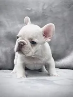 KRYPTO, a male French Bulldog for sale in Orlando, FL – Photo 2 of 9