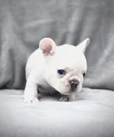 KRYPTO, a male French Bulldog for sale in Orlando, FL – Photo 6 of 9