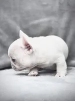 KRYPTO, a male French Bulldog for sale in Orlando, FL – Photo 5 of 9